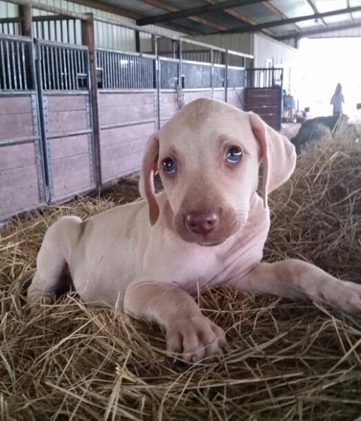 Stella as a Puppy